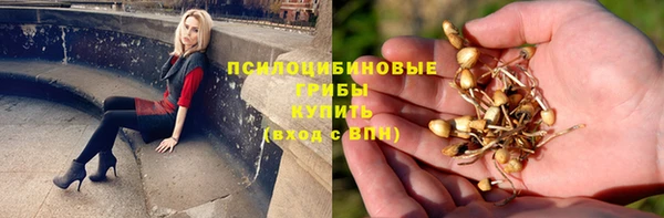 индика Бородино